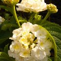 Lantana camara 'Nivea'